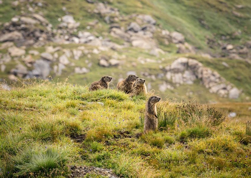 Murmeltiere pexels-solce .jpg