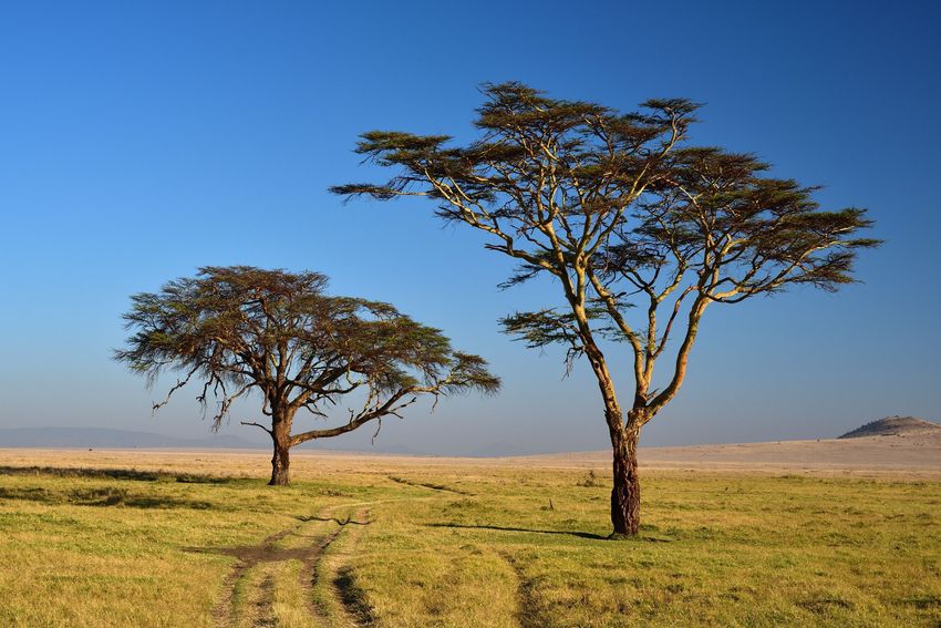 xiserge-trees-bäumeSteppe .jpg