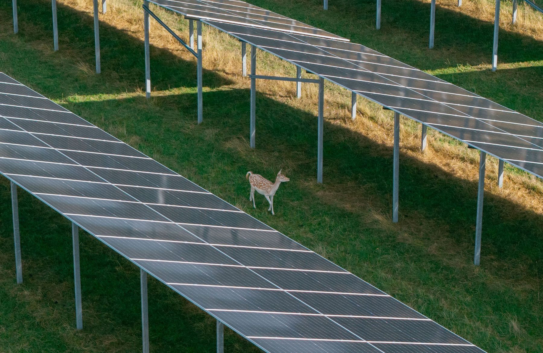 Perigus-Energy-Pressefoto-WildparkPV-Soetern-1.jpg