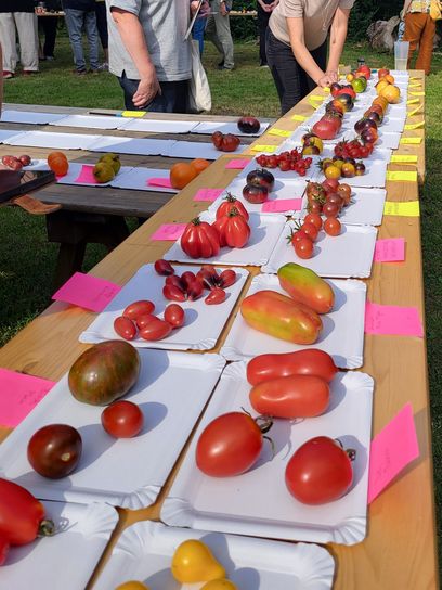 Tomaten.jpg