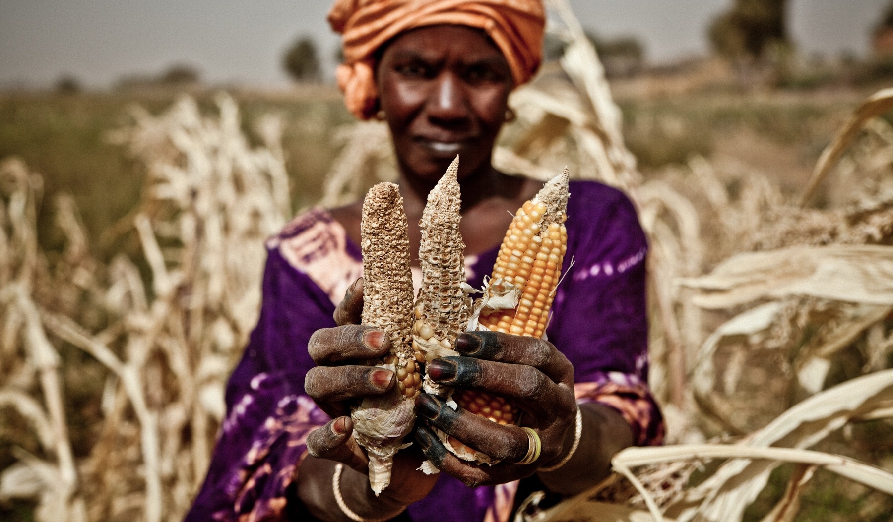 Eine Frau steht auf einem Feld und hält drei Maiskolben in der Hand.