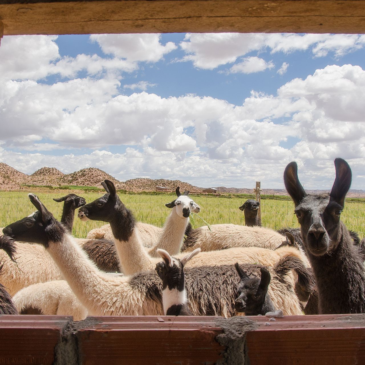 Lamas im Hochland Boliviens.jpg