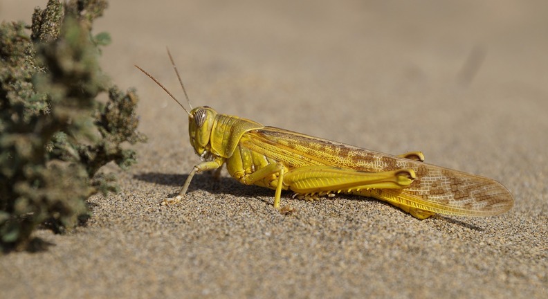 Eine gelbe Heuschrecke sitzt im Sand.