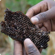 BSIN Uganda Bienenstock.jpg