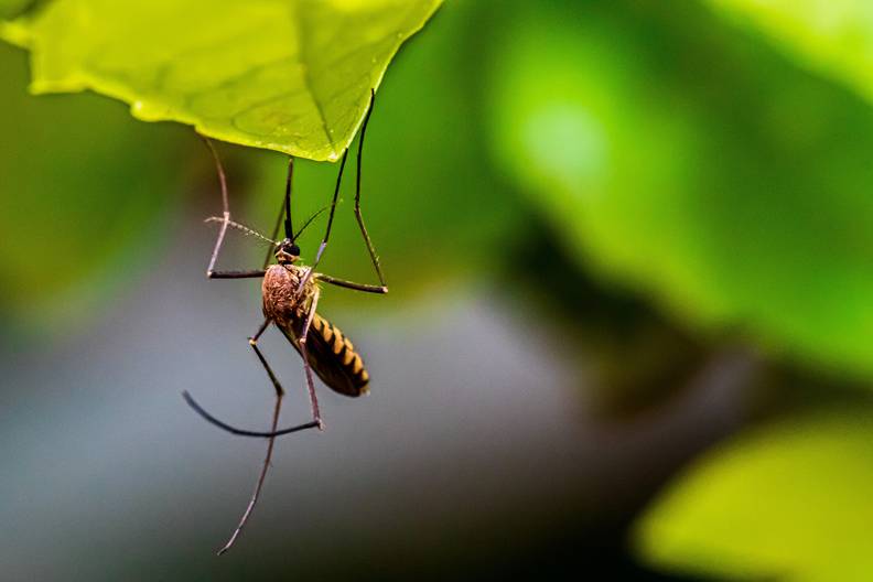 Moskito sitzt auf Blatt Moskito sitzt auf Blatt