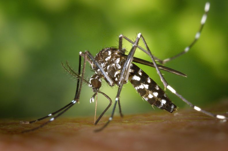 Aedes Mücke