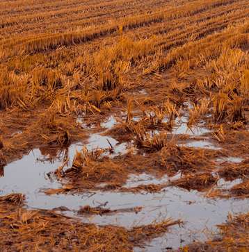 stehendes Wasser auf Feld