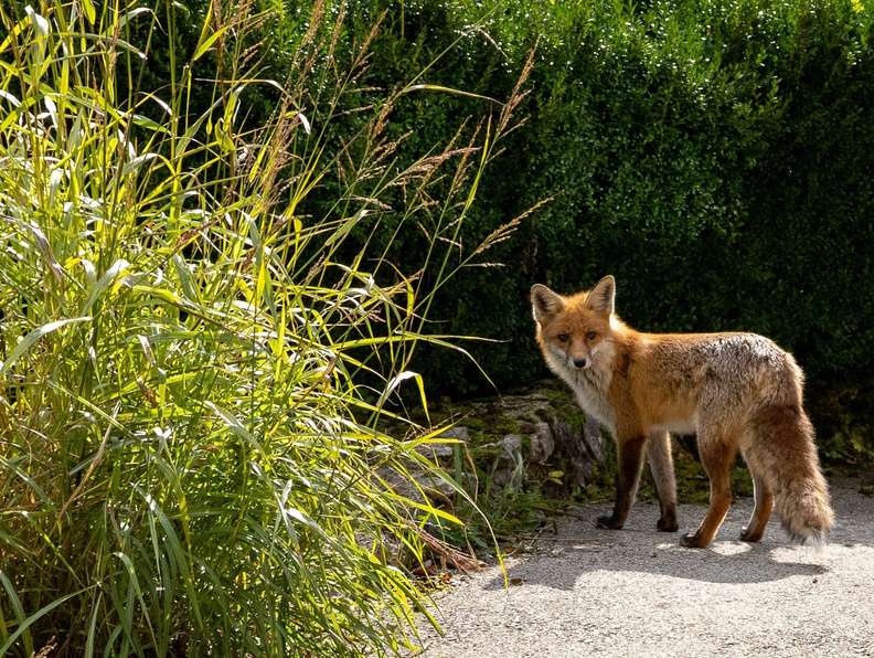 Fuchs auf Landweg Fuchs auf Landweg