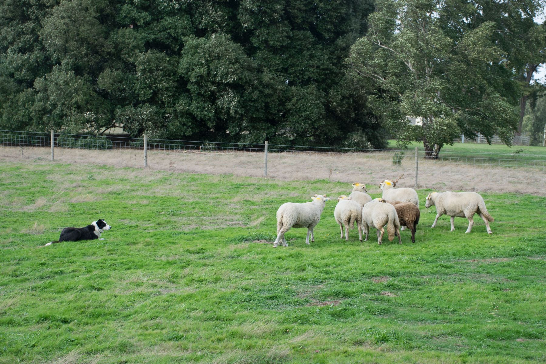 Hund und Schafe