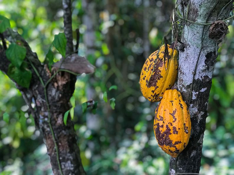 Täglich arbeiten minderjährige Kinder auf Kakaoplantagen unter prekären Zuständen, anstatt eine Schule zu besuch