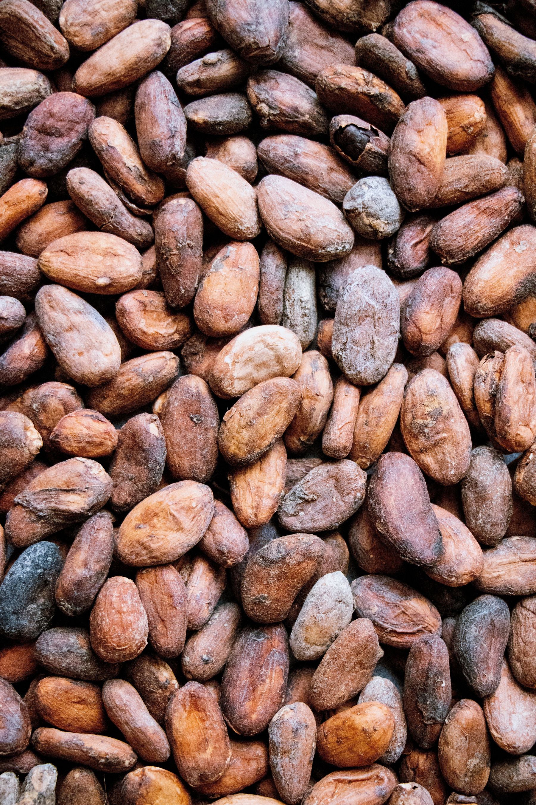 In Ghana und an der Elfenbeinküste werden 60 Prozent des weltweiten Kakaos produziert.