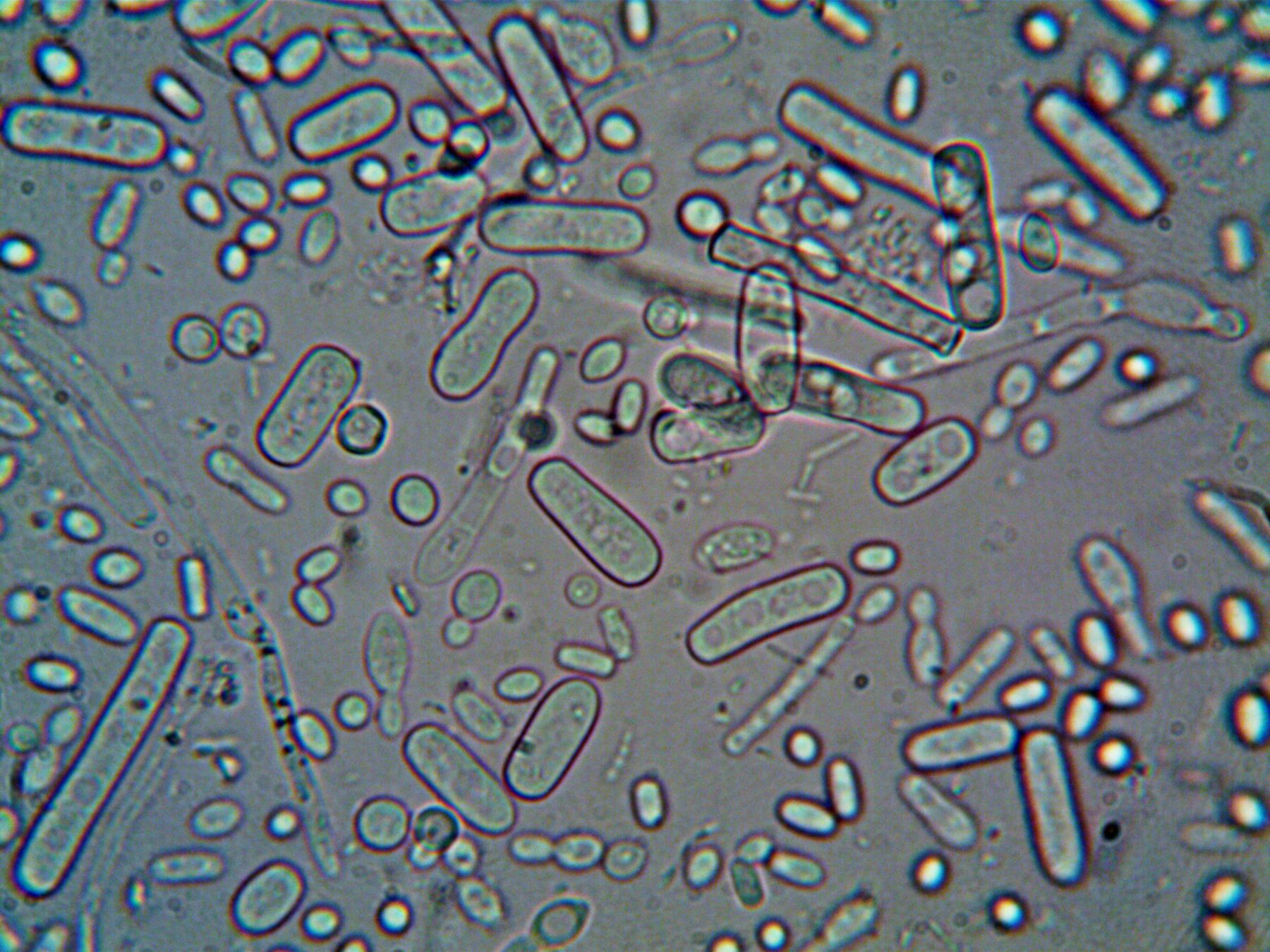 Aufnahme Mikroskop von Bakterien