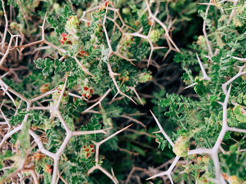 Die Übertragung der Pilze oder Bakterien erfolgt womöglich über eine kleine Verletzung. Viele Patient*innen weisen einen Stich von Dornen auf. © Irina Shishkina / Unsplash Die Übertragung der Pilze oder Bakterien erfolgt womöglich über eine kleine Verletzung. Viele Patient*innen weisen einen Stich von Dornen auf. © Irina Shishkina / Unsplash
