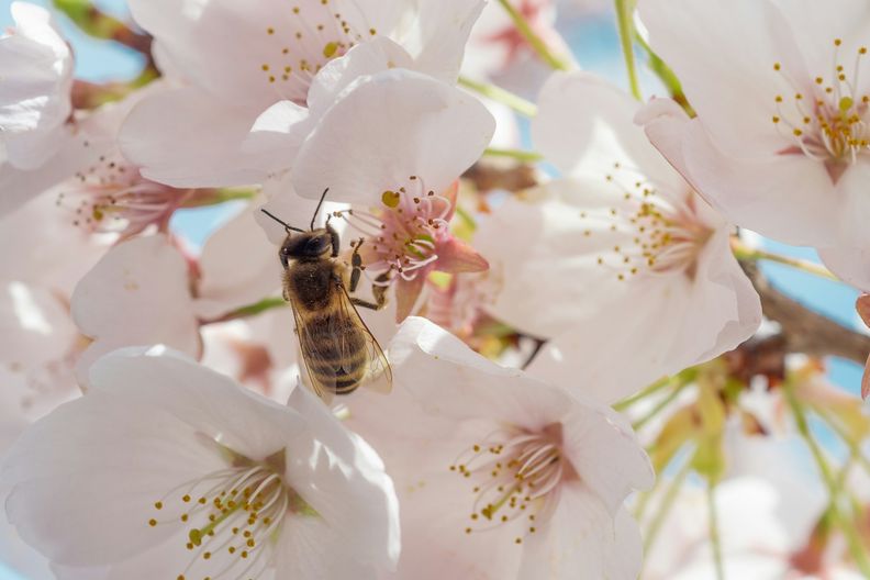 Biene sitzt auf weißer Blume