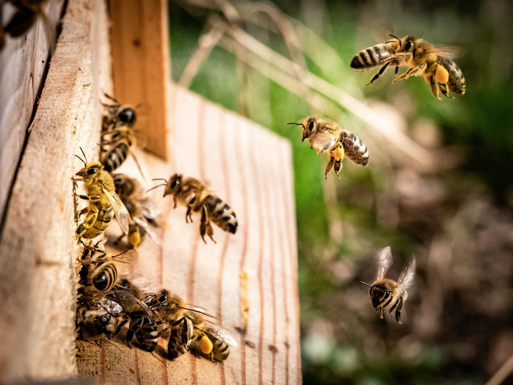 Honigbienen bei Bienenstock