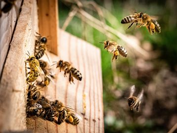 Honigbienen bei Bienenstock