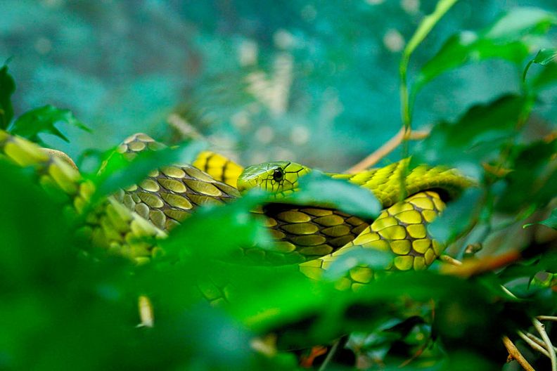 Grüne Mamba